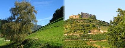 Schwarzwald Impressionen Schwarzwald Impressionen